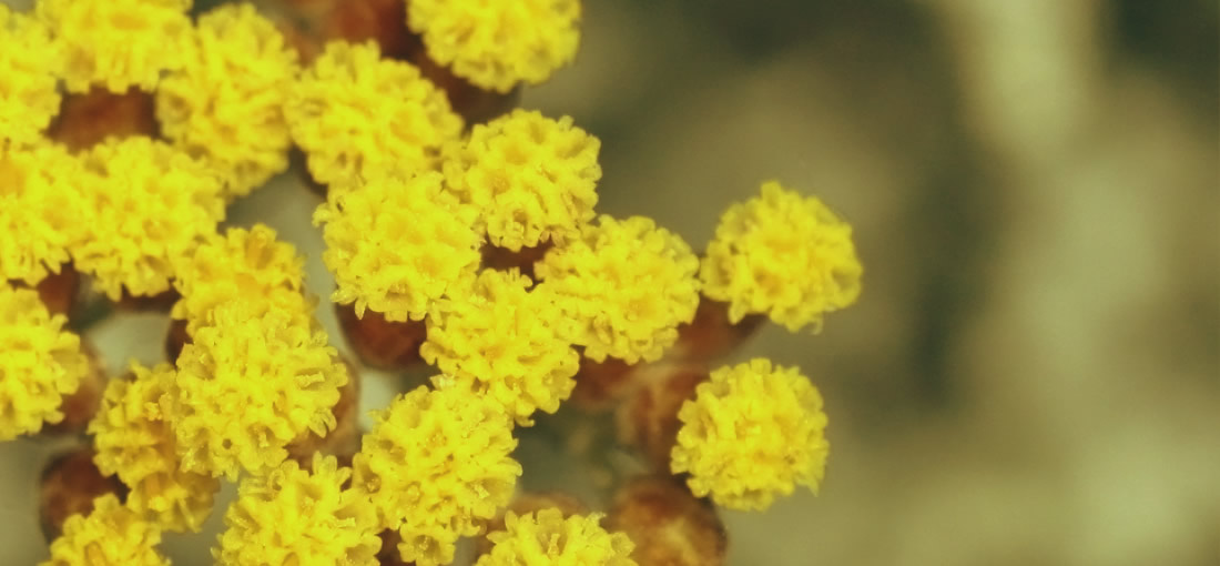 Plant Helichrysum