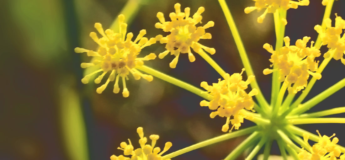Plant Wild Fennel